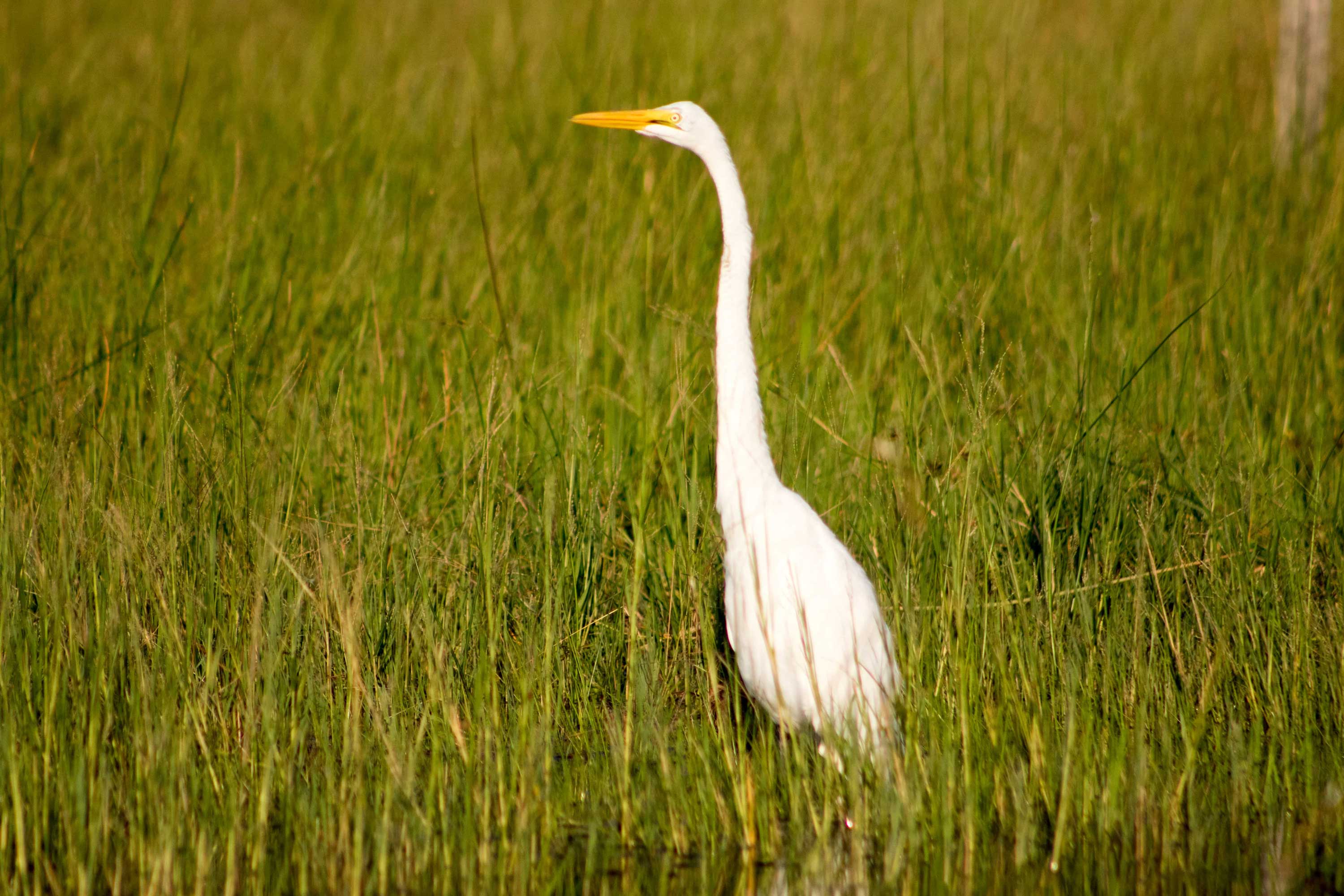 botswana tourism organisation maun